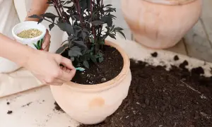 En person tillsätter näring till en mörkbladig växt i en terrakottakruka. Frågan är om kan blomjord bli gammal och tappa sin näring.