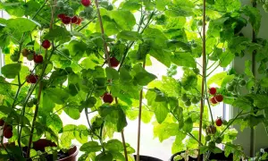 Tomatplantor i hinkar som växer vid ett fönster. Röda och gröna tomater hänger från frodiga gröna bladverk. En härlig syn för den som vill odla tomater i hink.