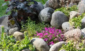 En stenpartiträdgård med gammaldags perenner som taklök, purpurblad och rosa blommor.
