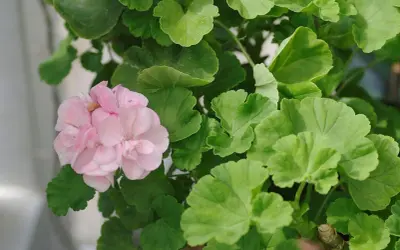 En vacker ljusrosa pelargon utomhus, omgiven av frodiga gröna blad.