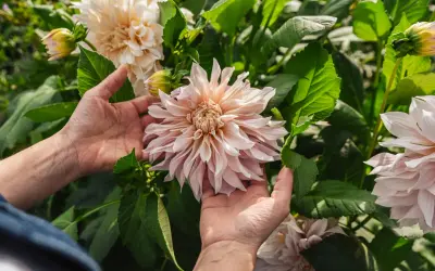 Händer som varsamt håller en stor, ljusrosa dahlia i kruka. Blomman har många kronblad och omges av gröna blad.