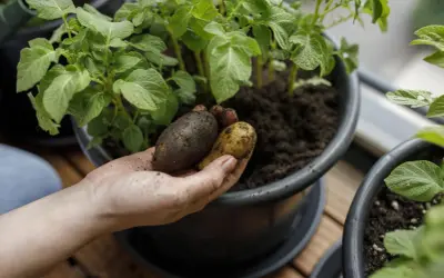 Hand håller nyupptagna potatisar från kruka. Det är spännande att odla potatis på balkongen.