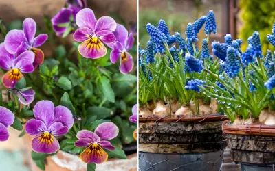 Vårblommor ute: lila penséer med gula detaljer och blåa druvhyacinter med vattendroppar.