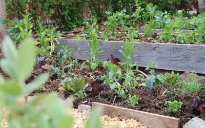 En samplantering tabell med sallat, kål och örter i en upphöjd bädd.