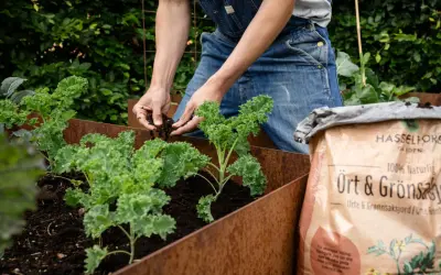 Person odlar grönkål i en rostig pallkrage och fyller på med jord från en påse Hasselfors Garden.