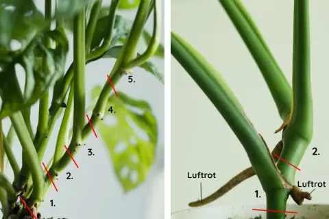 Steg för steg hur du tar en stickling av Monstera. Markeringar visar var du ska klippa för att få en fin stickling.