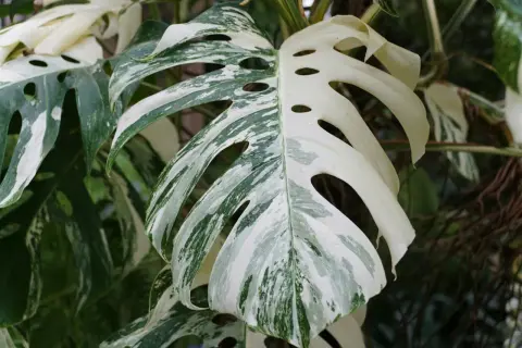 En vacker Monstera Deliciosa 'Albo Variegata' med sina karakteristiska vita och gröna blad. Denna planta behöver stöd för att växa sig stor och stark.