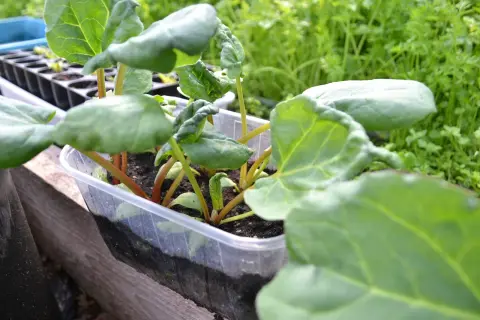 Små plantor av så rabarber i en plastlåda, redo att planteras ut.