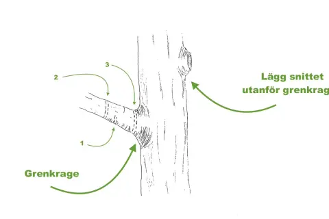 Illustration visar hur man ska klippa grenar vid grenkragen för att trädet ska läka.