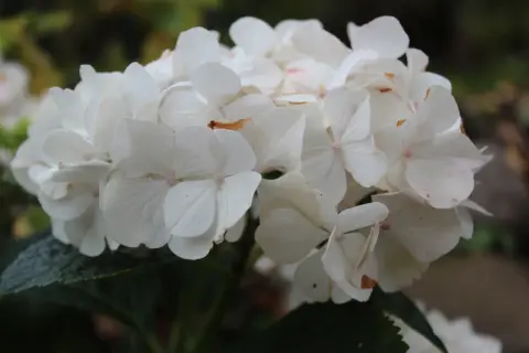 En klase vita hortensia blommor med rosa prickar, som växer i fuktig jord.