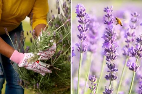 En person med blomstrande handskar klipper lavendel. En bi surrar bland lavendelblommorna.