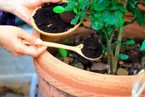 Händer häller kaffesump från en skål till en träsked, redo att ge näring till tomatplantor i en terrakottakruka.