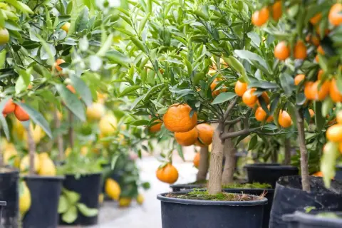 Rad med clementin planta i krukor, fulla av mogna, saftiga frukter.
