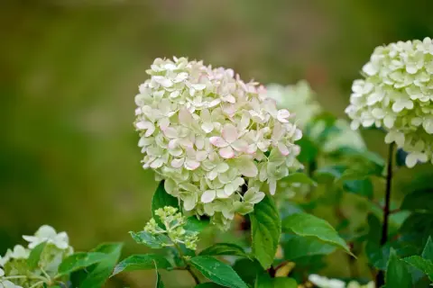 En vacker vipphortensia på stam med ljusgröna blommor som övergår i rosa vid kanterna. En sommarfavorit i trädgården.