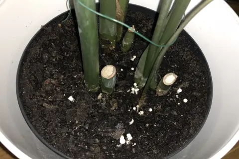 Små, gula svampar växer i jorden i en blomkruka, runt stammen på en grön växt.