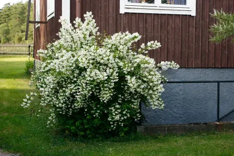 En frodig schersmin buske blommar med tusentals vita blommor vid ett falurött hus.