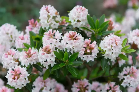 En buske med många små, ljusrosa och vita blommor. En av många vackra rhododendron sorter som blommar i trädgården.