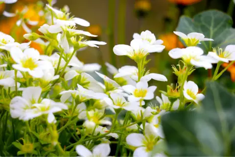 En matta av vita perenner blommar i solljus. Deras små, vita kronblad med gula centra skapar en drömsk scen.
