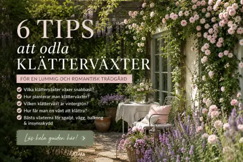 En romantisk trädgård med en klematis pergola, rosor och lavendel. En stol och ett bord inbjuder till avkoppling.