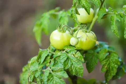 Gröna, mogna tomater inomhus på en planta. De väntar på att bli röda och goda.