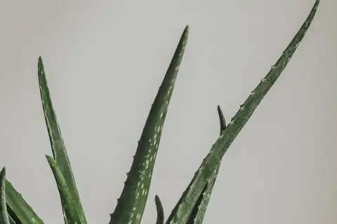 Gröna aloe vera blad med vita prickar, redo att plantera.