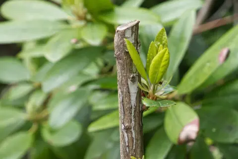 Ny tillväxt på en klippt rhododendronstam. Nya, ljusgröna blad spirar fram ur den grova barken.