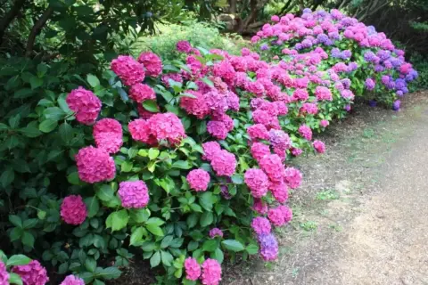 Tåliga blommor utomhus i rosa och lila nyanser kantar en grusgång.