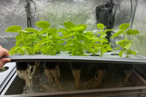 Fräscha basilika plantor växer i ett hydroponiskt system. De frodiga gröna bladen syns ovanför, medan de vita rötterna hänger ner i näringslösningen.