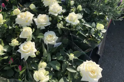 En grupp vackra vita rosor i kruka, några med knoppar, omgivna av gröna blad.