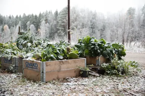 Svartkål odla i pallkragar, täckt av frost. En vacker höstbild från Sverige.