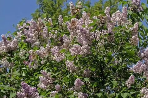 A bush with abundant clusters of pale purple lilac flowers and green leaves against a blue sky.