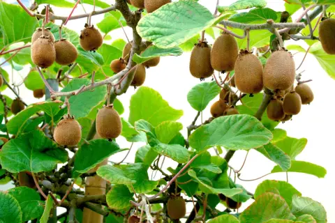 Kiwi frukter hänger mogna på grenar, redo att skördas. En vacker syn för alla som vill odla kiwi.