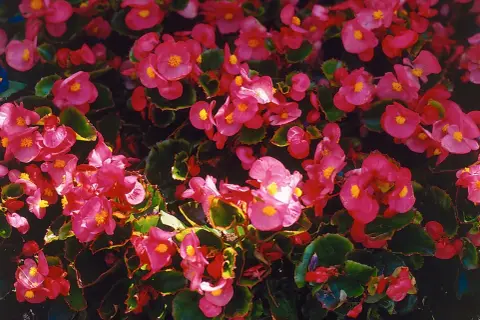 En tät matta av rosa begonia utomhus, med sina karakteristiska blommor och mörkgröna blad, skapar en levande färgklick.