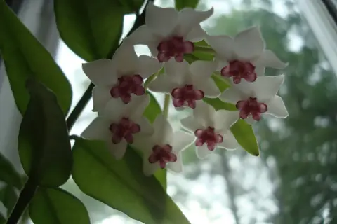 En klase vita porslinsblommor med mörklila mitt. Bladen är gröna och frodiga, vilket tyder på att inga porslinsblomma sjukdomar har drabbat denna vackra planta.