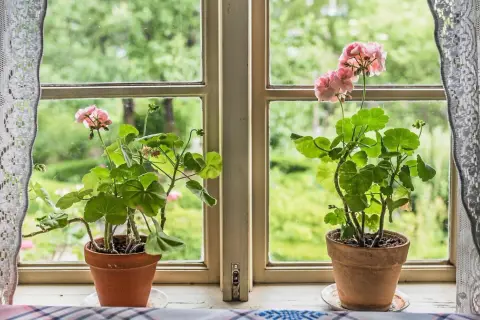 Två krukor med rosa pelargon Mårbacka står på en fönsterbräda. Genom fönstret syns en grönskande trädgård.