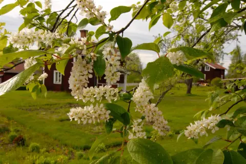 Vitt blommande träd med en svag doft, i bakgrunden syns röda hus i en grönskande miljö.