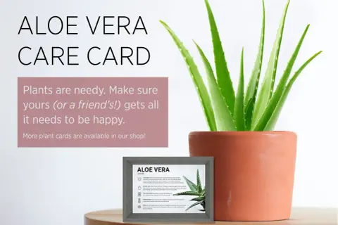 En frodig aloe vera-planta i en terrakottakruka, bredvid ett kort med skötselråd för falsk aloe vera.