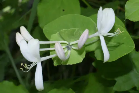 Vita kaprifolblommor med rosa knoppar, redo att planteras.