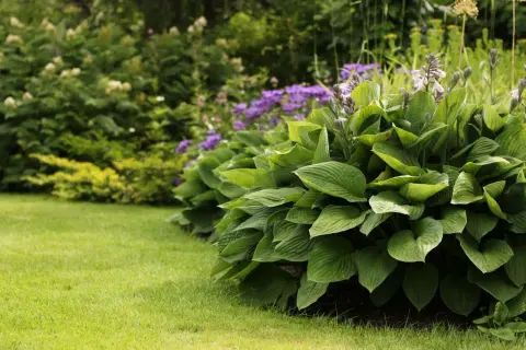 En frodig funkia samplantering med lila blommor i bakgrunden. Gräsmattan är välklippt och ger en fin kontrast.