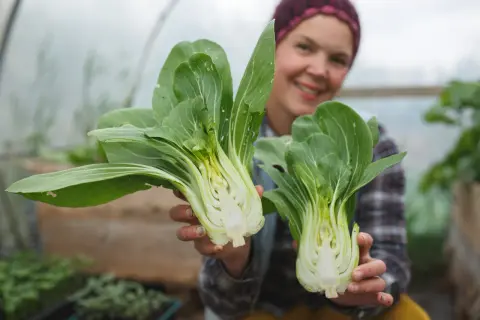 Lycklig odlare visar upp färsk pak choi, nyskördad från växthuset. En härlig skörd att odla pak choi!