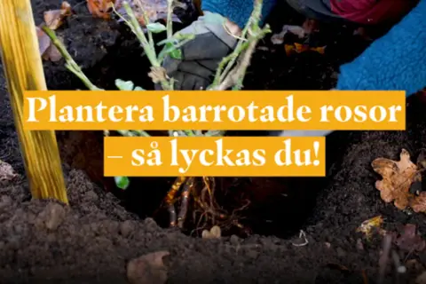 Händer med barrotade rosor i jord. Text: Plantera barrotade rosor – så lyckas du! Perfekt för att plantera rosor på våren.