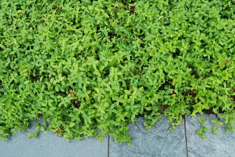 Tätt täckande vinca minor med små gröna blad som växer över grå stenplattor.