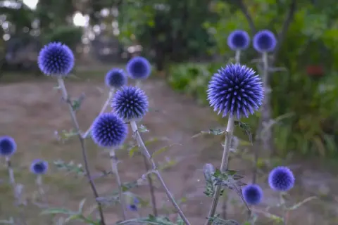 Flera blå blommor, perenner, med taggiga kronblad växer i en trädgård.