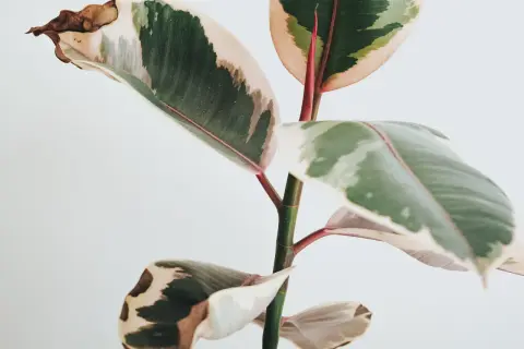 Fikus med gröna, vita och rosa blad. Vissa blad har bruna prickar och torra kanter.