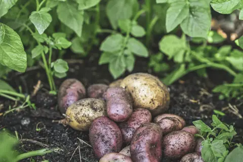 Färska, jordiga potatisar, både röda och gula, ligger på mörk jord bland gröna blad. En härlig skörd som visar hur man kan odla potatis i halm.