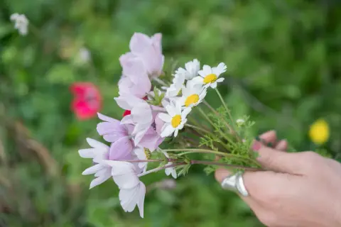 En hand håller en bukett med ljusrosa anemoner och vita prästkragar. Vackra bilder på gravplanteringar.