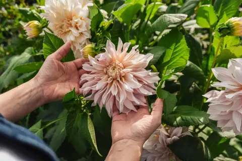 Händer som varsamt håller en stor, ljusrosa dahlia i kruka. Blomman har många kronblad och omges av gröna blad.