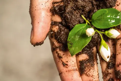 En hand håller en grön kvist med vita blomknoppar i näringsrik, torvfri jord.