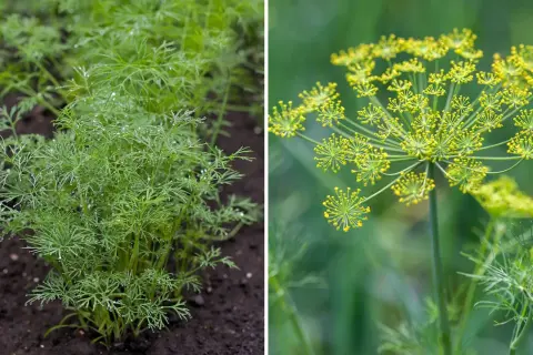 Från små plantor till blomställningar, det är enkelt att odla dill. Denna bild visar hur man odlar dill.