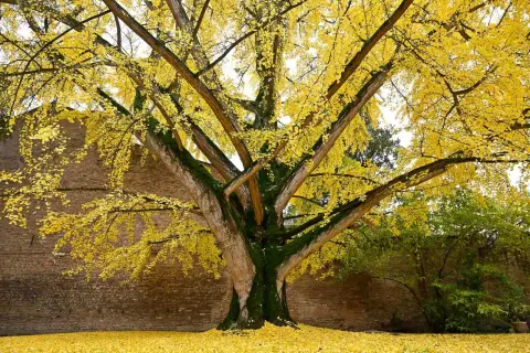 En ståtlig ginkgo biloba i full höstprakt, med gyllene blad som täcker marken.